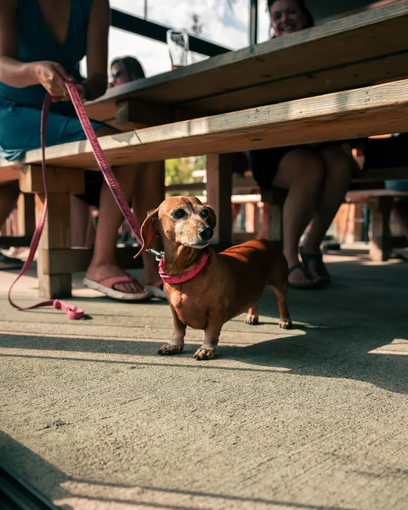 Dogs at Camp Beer Co.