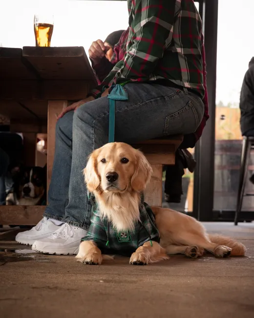dog-2.png
