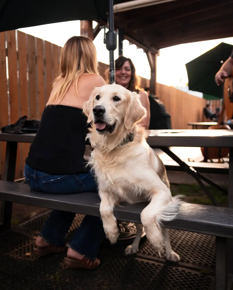 Dogs at Camp Beer Co.