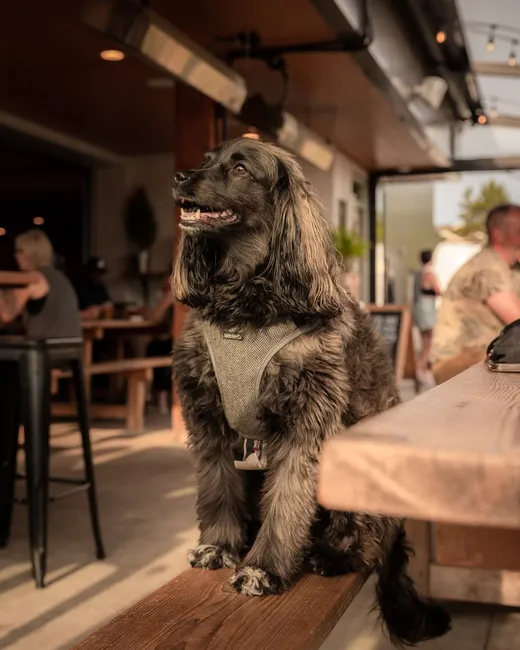 dog4.png