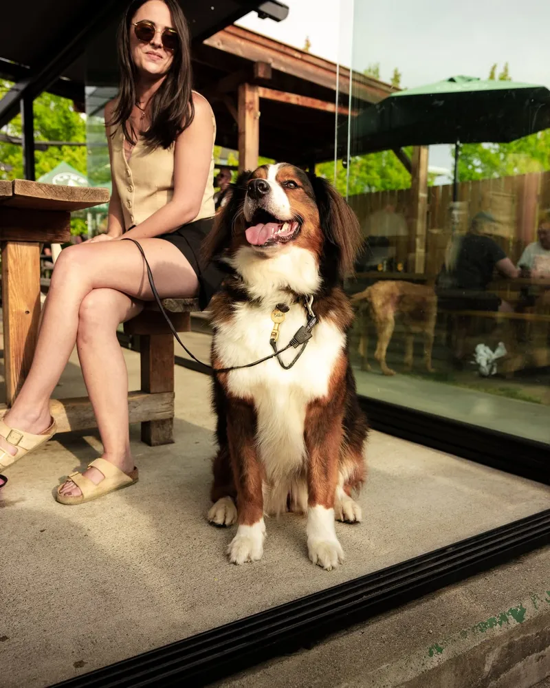 Dogs at Camp Beer Co.