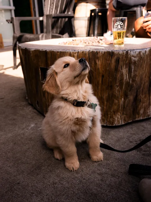 puppy-firepit.jpg